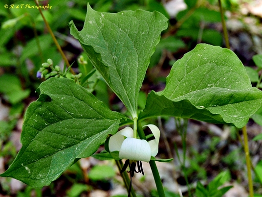 {Trillium rugelii}